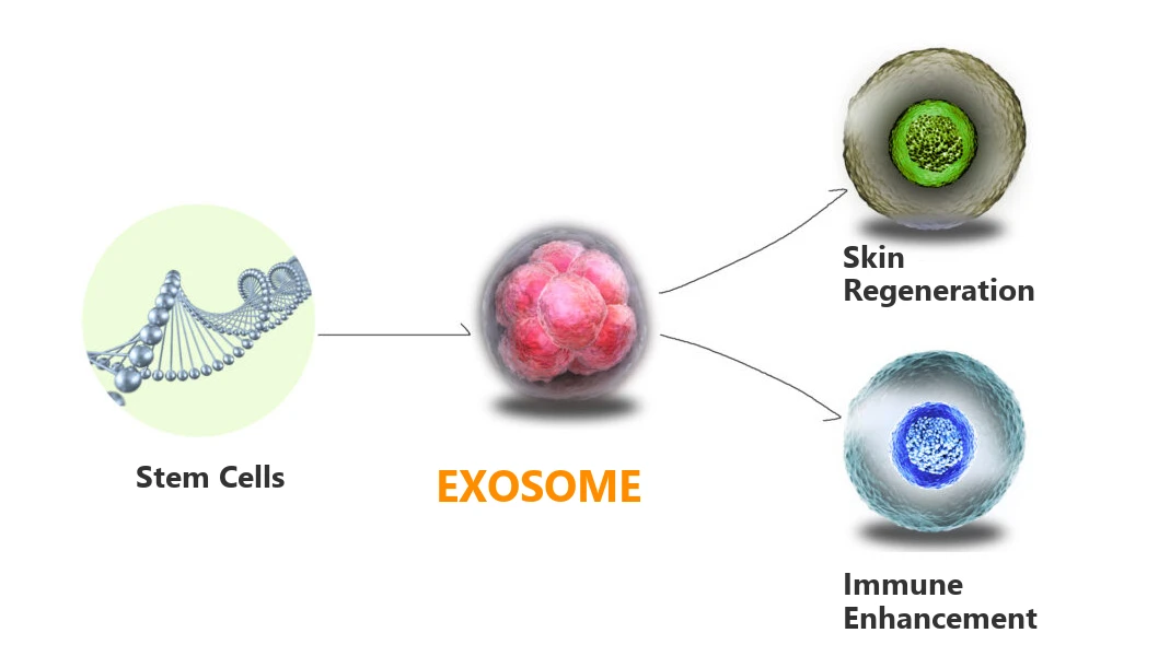 How exosomes work: Stem Cells to Exosome to Skin Regeneration and Immune Enhancement